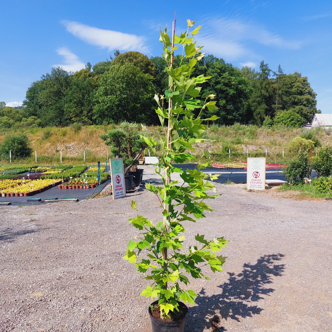 Obrázok Platan javorolistý (Platanus x acerifolia) - výška 160-180 cm, kont. C10L